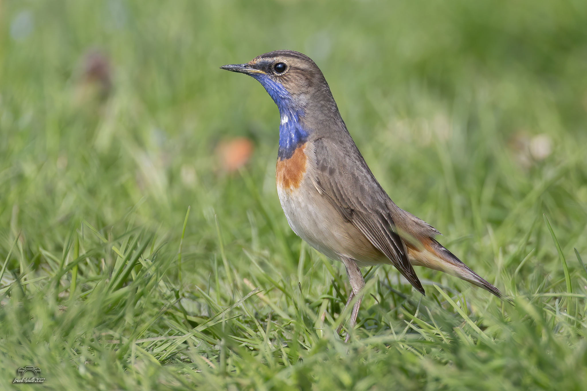 Bluethroat