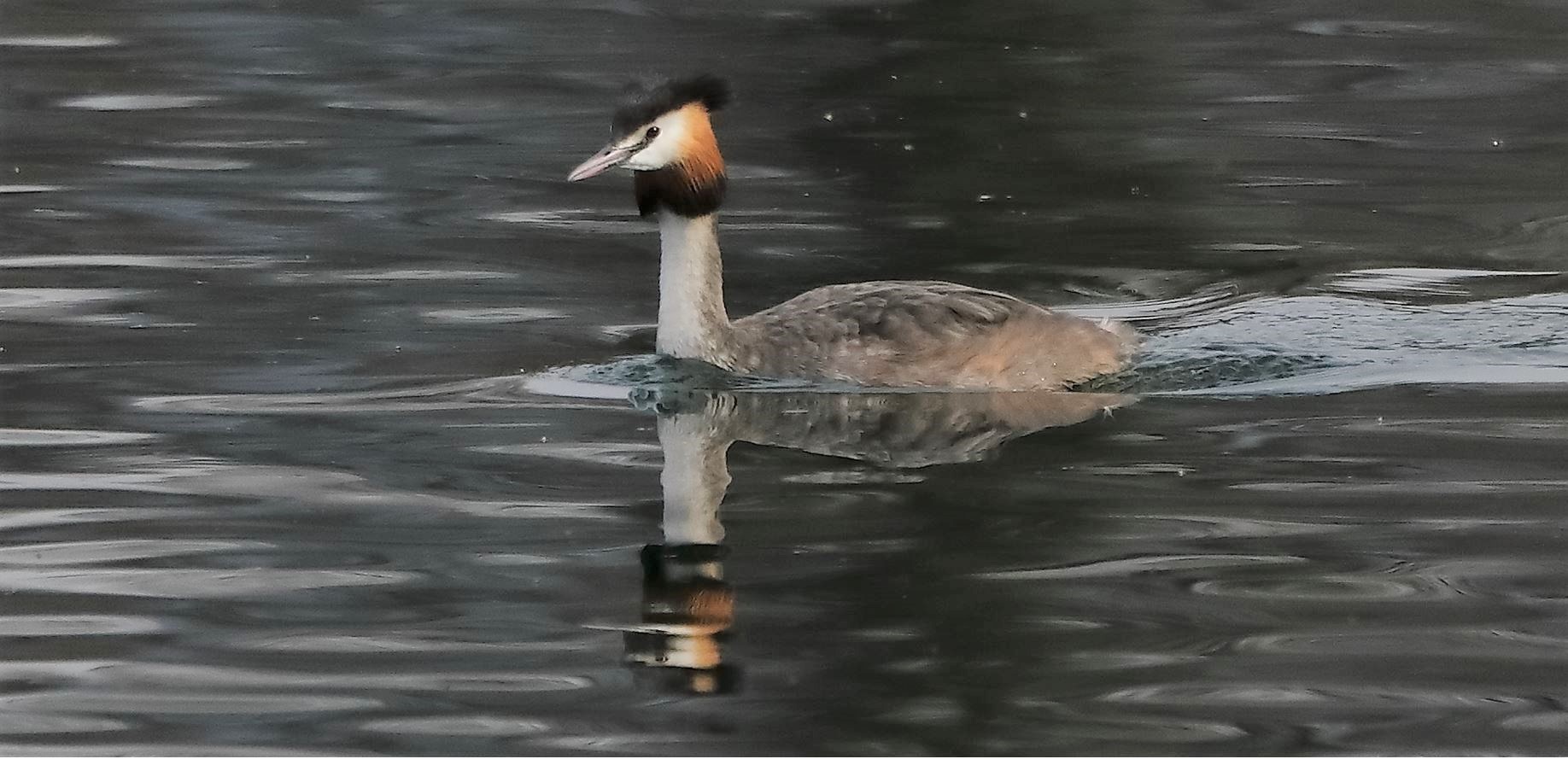 grebe 16-03-2022