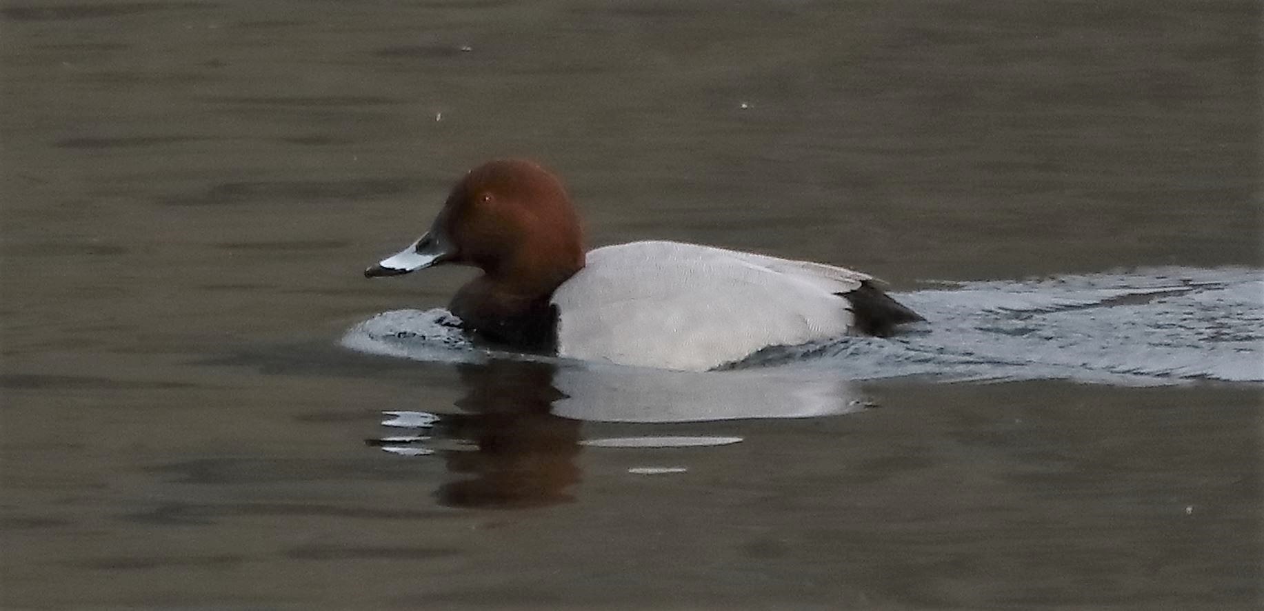 moriglione 16-03-2022