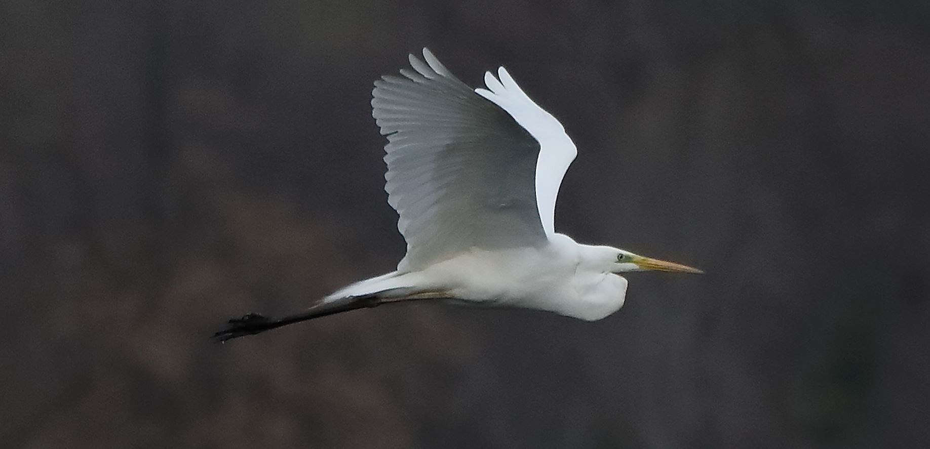 white major 16-03-2022