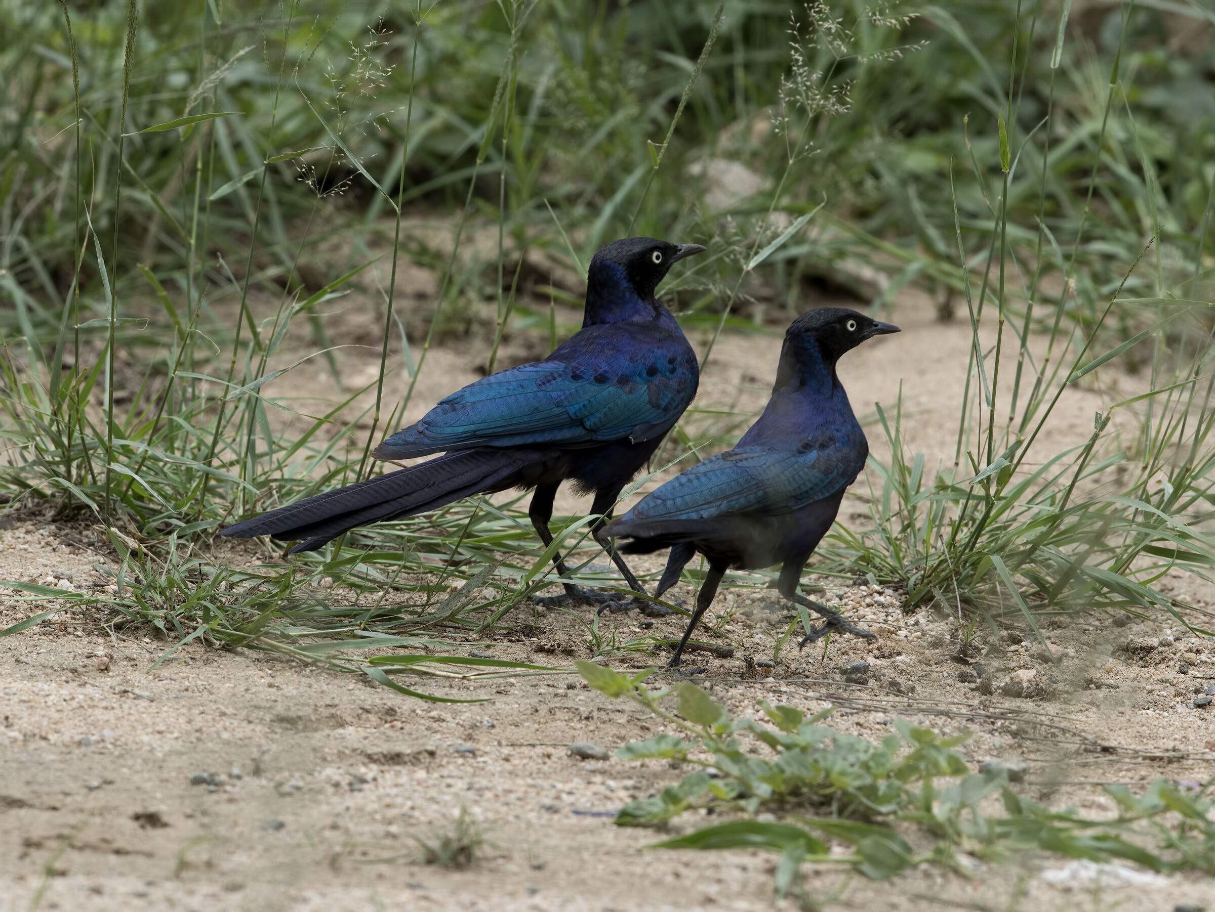 Starling=Rueppell's Long-Tailed