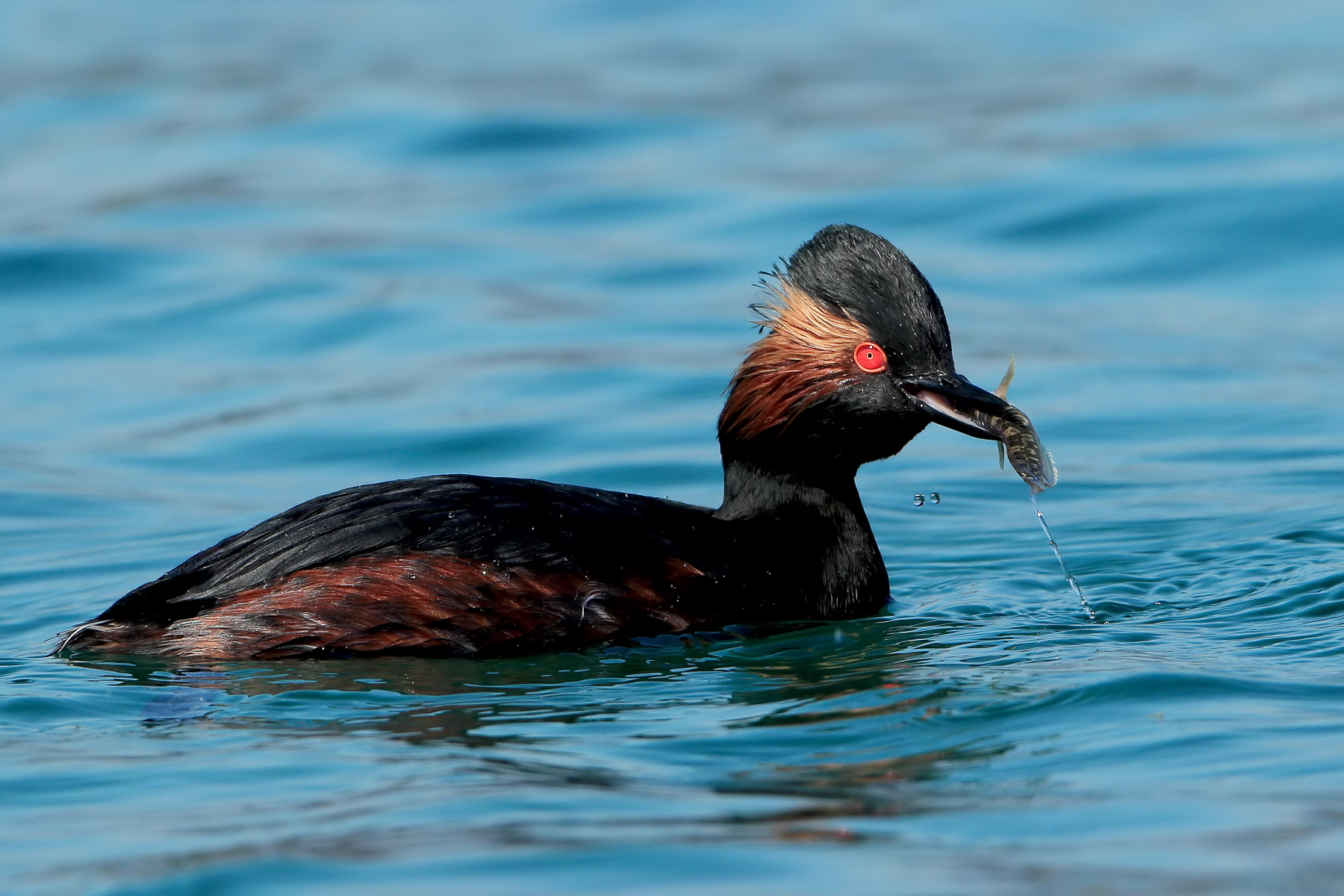 Small Grebe on the hunt...
