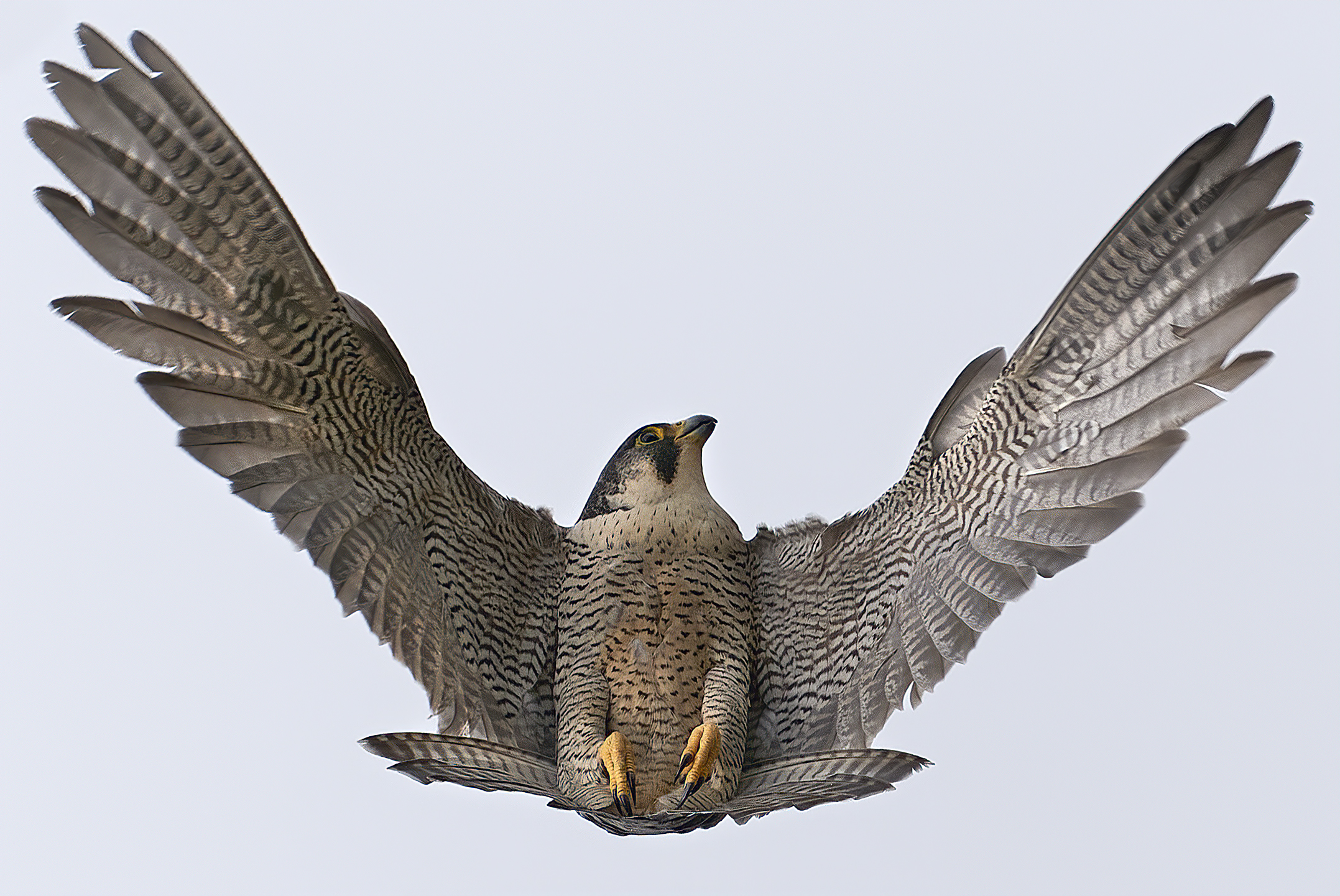 peregrine