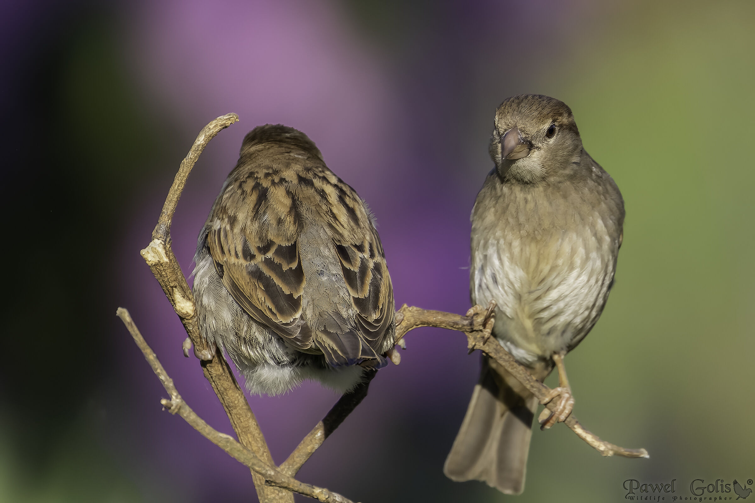 Passero domestico (Passer domesticus)
