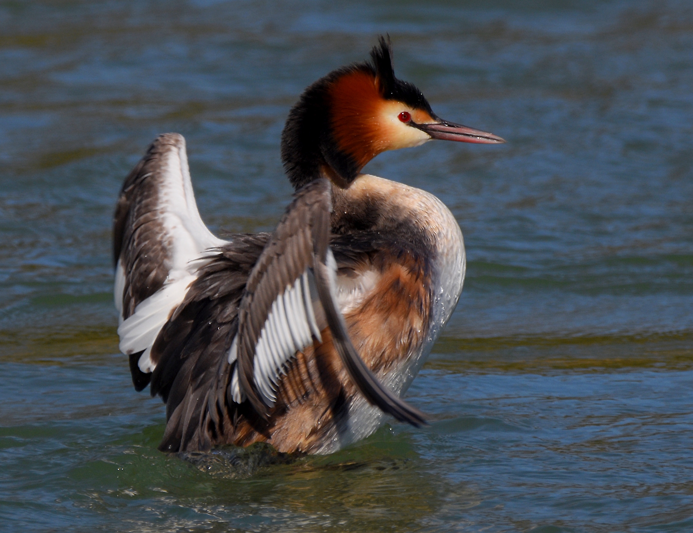 Svasso maggiore (Podiceps cristatus)