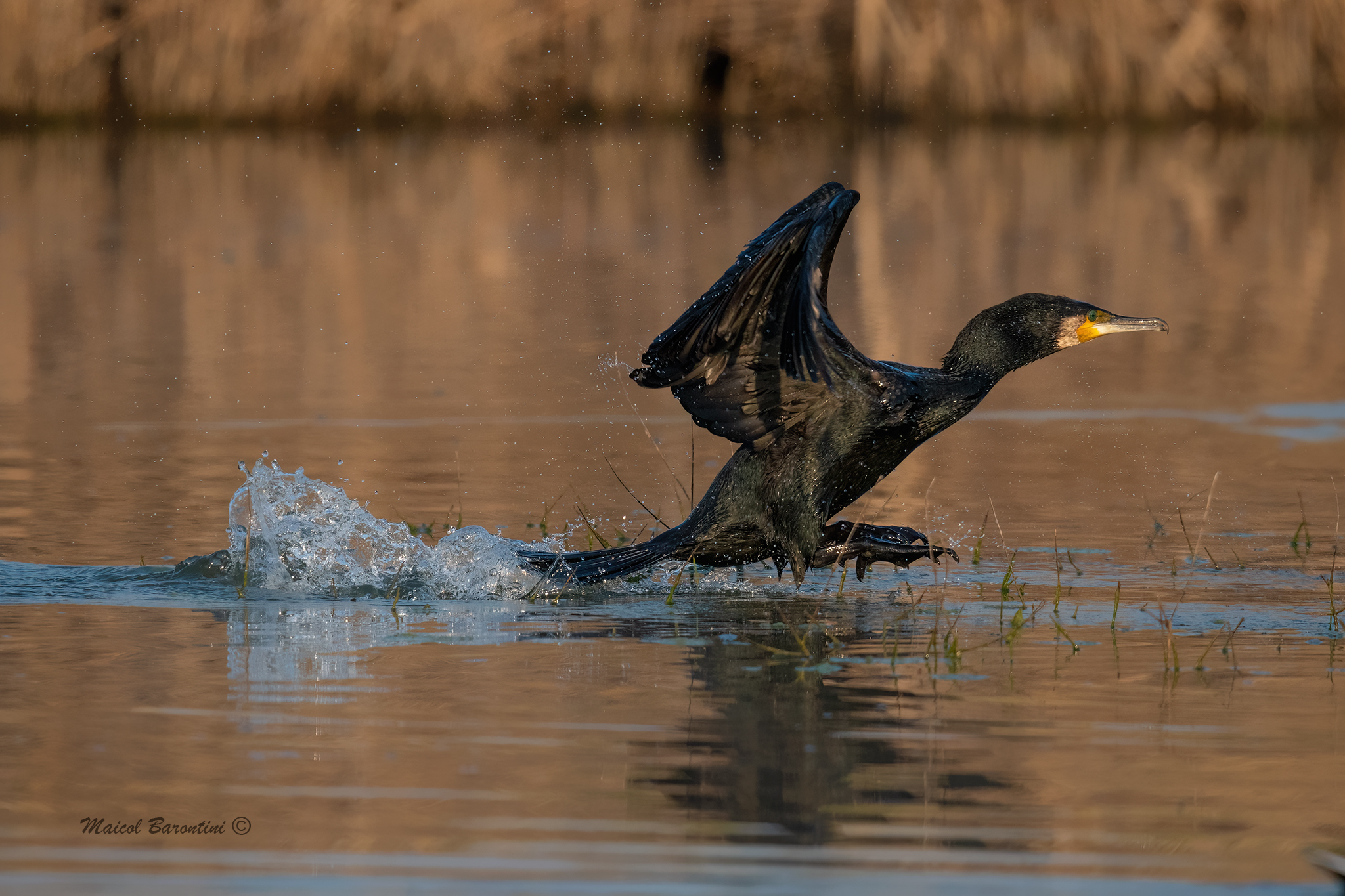 Cormorant leaving