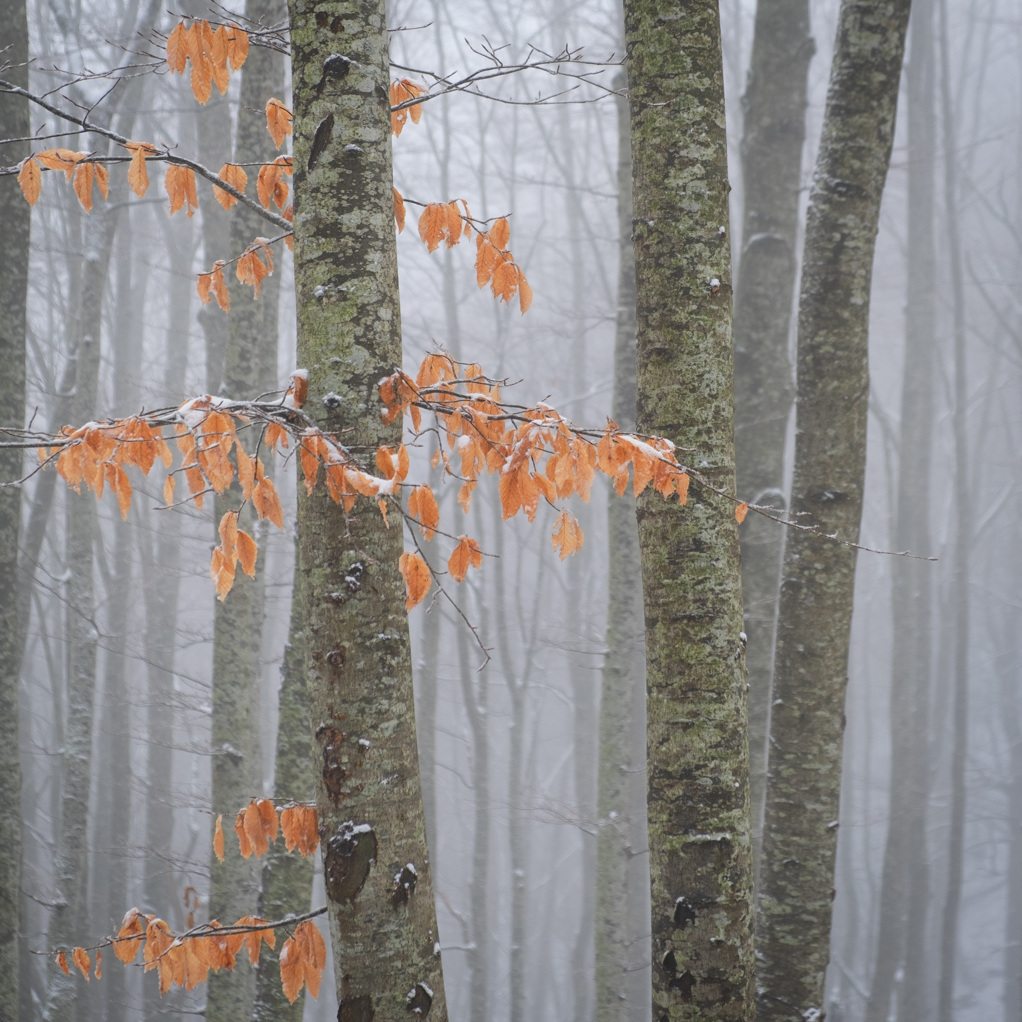 Tuscan-Emilian Apennines