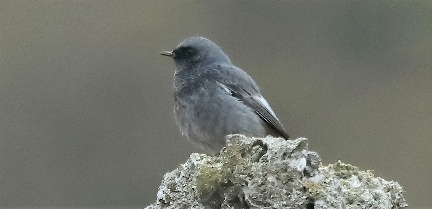 redstart