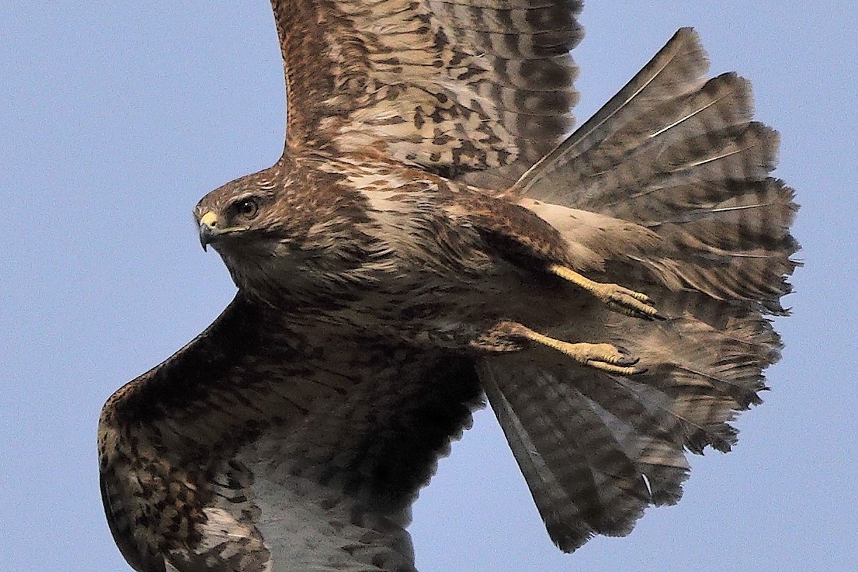 buzzard 27-03-2022 153