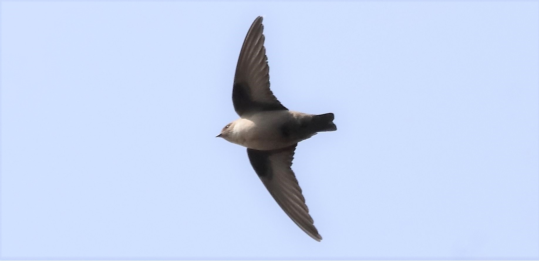 mountain swallow 19-03-2022