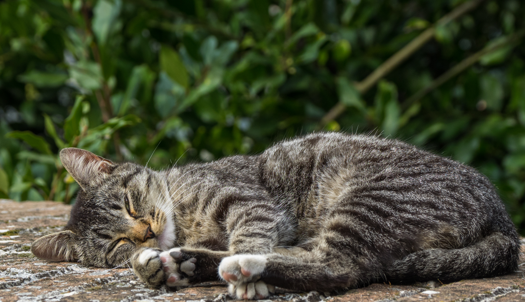 Let me rest miao
