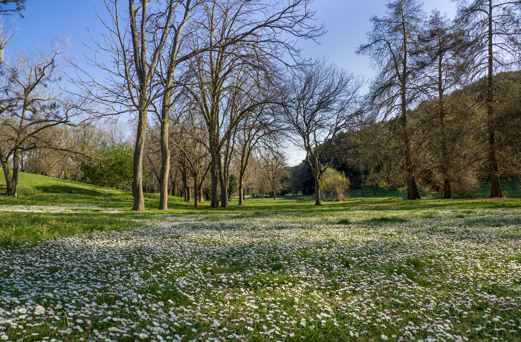 Primavera a Villa Pamphili