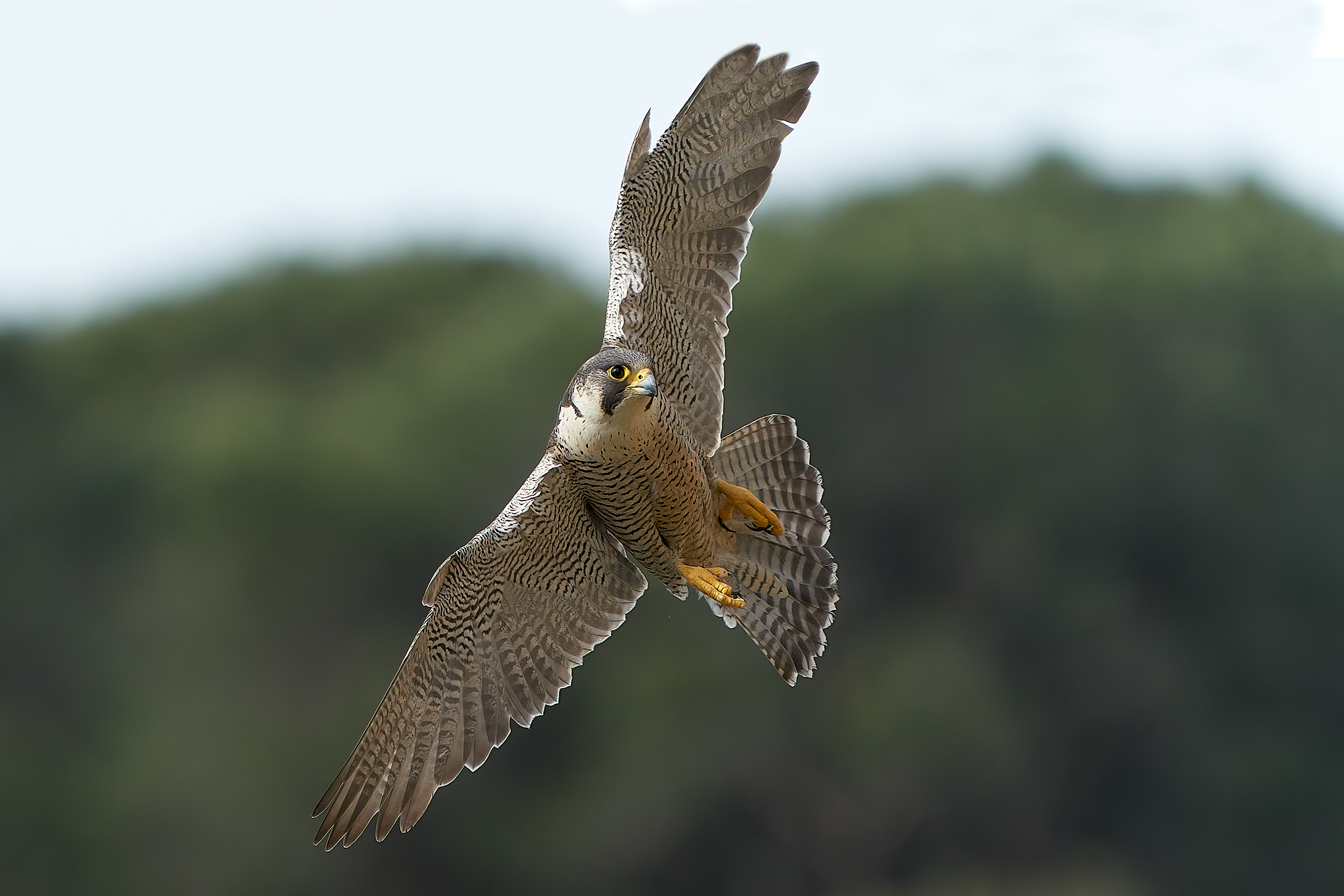 peregrine
