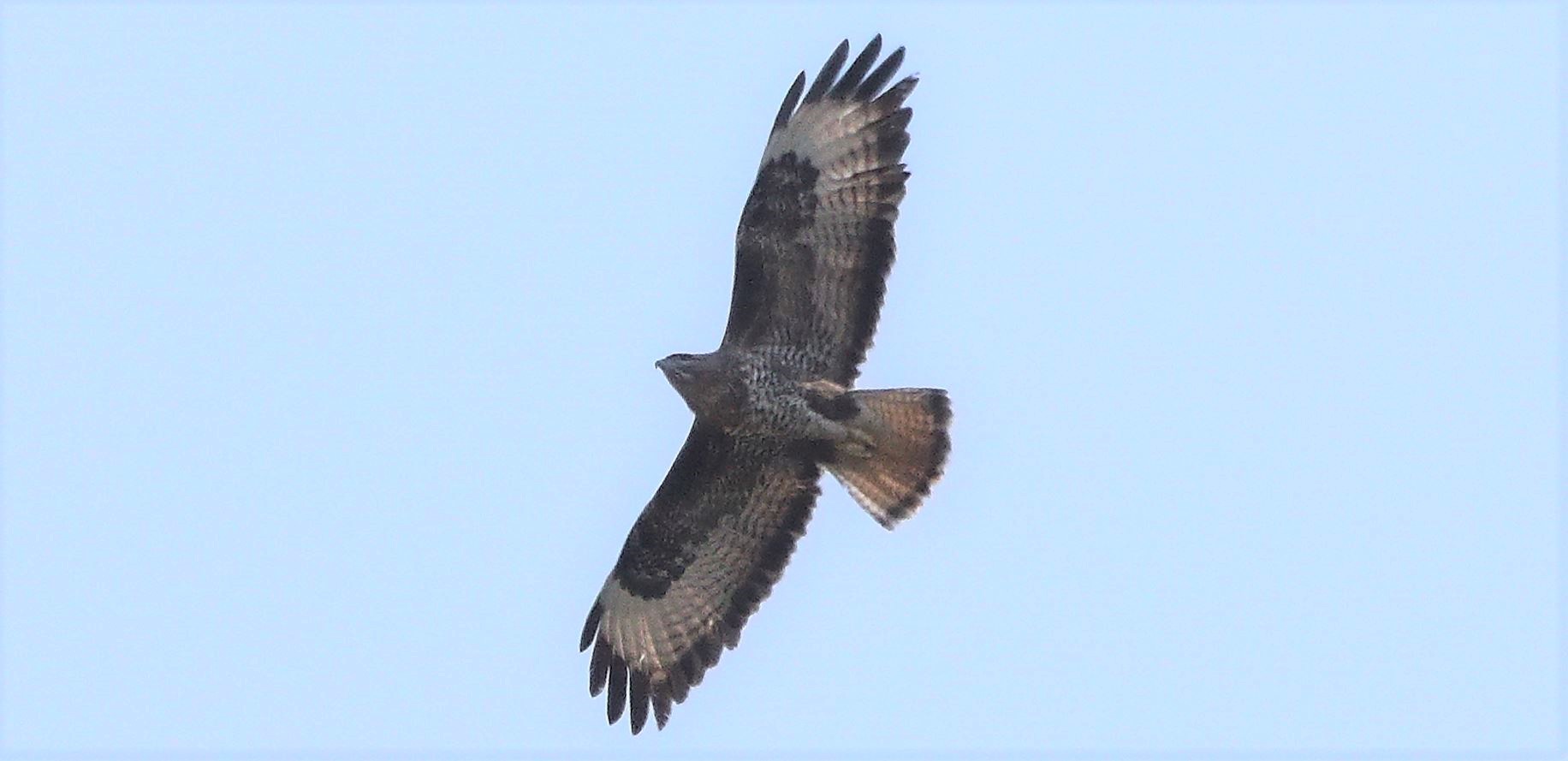 buzzard 20-03-2020