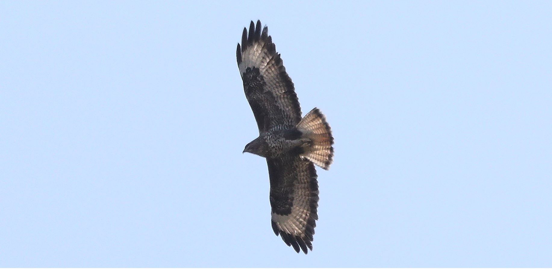 buzzard 20-03-2020