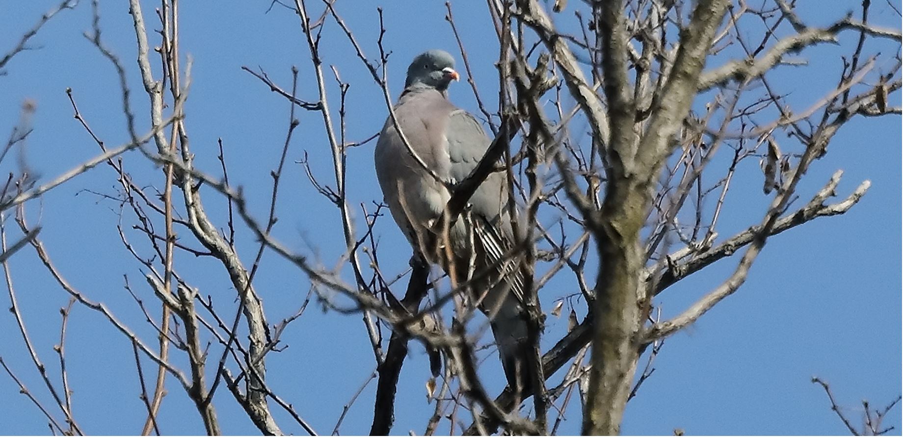 wood pigeon 20-03-2022