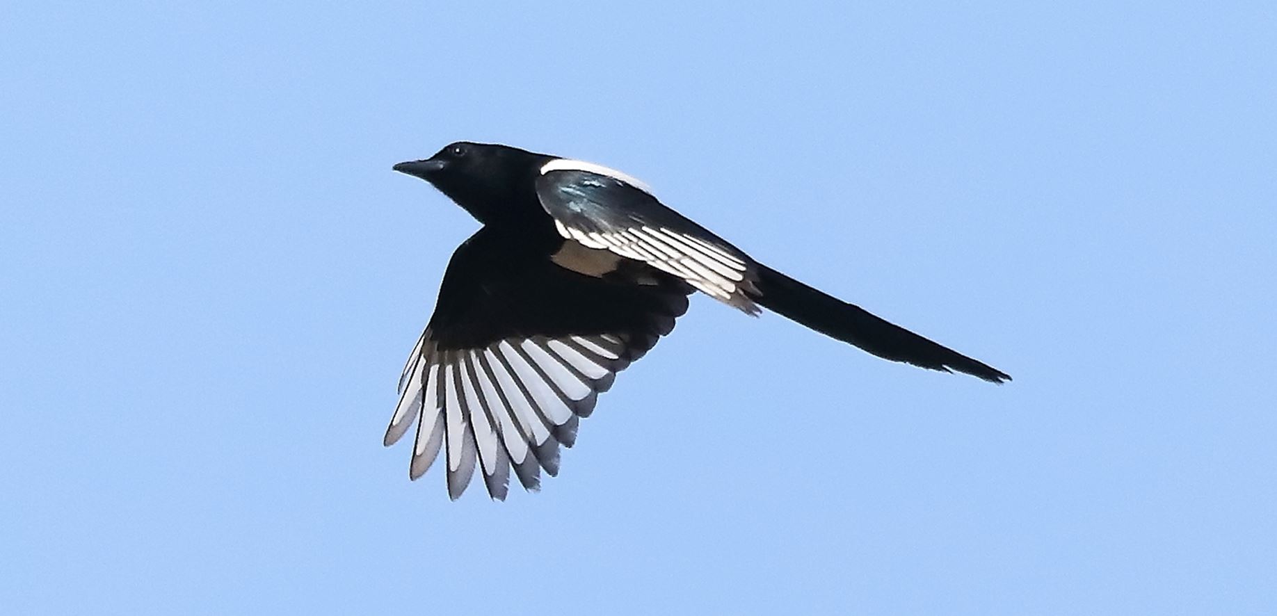 magpie 20-03-2022