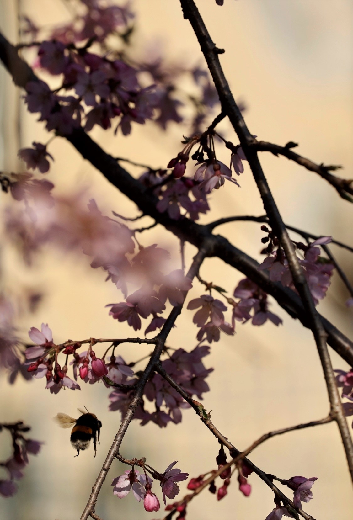 primavera