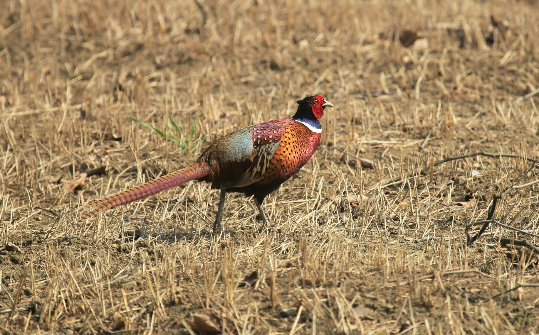 The colors of the pheasant