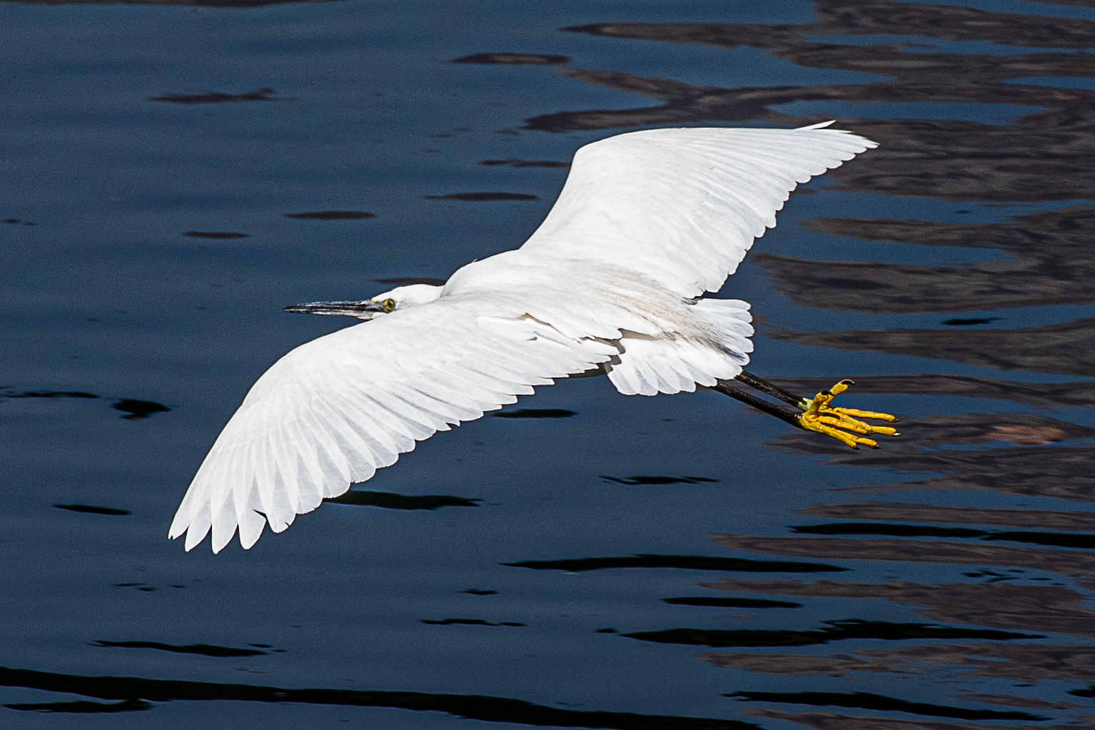 Garzetta in volo