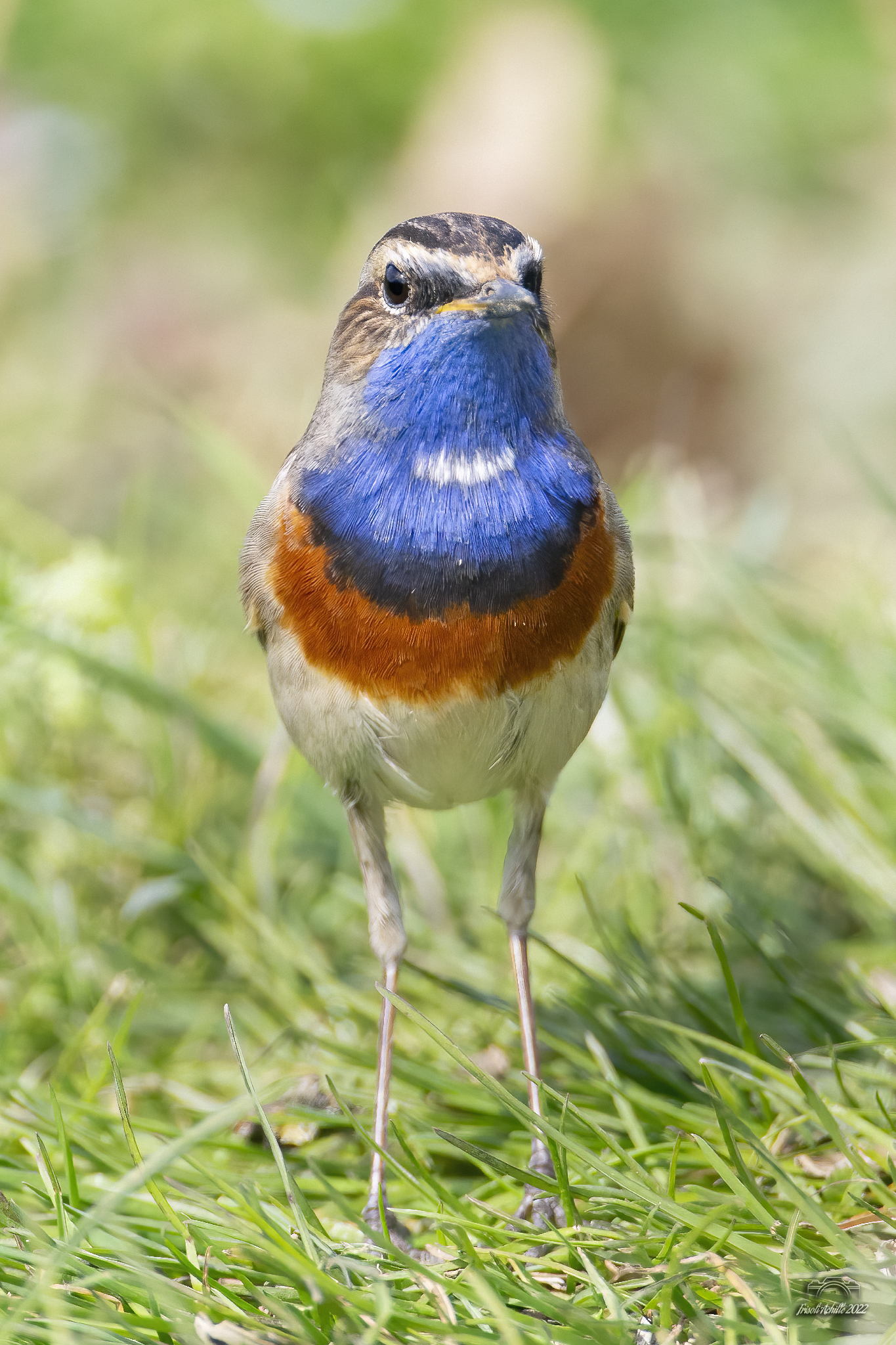 Bluethroat