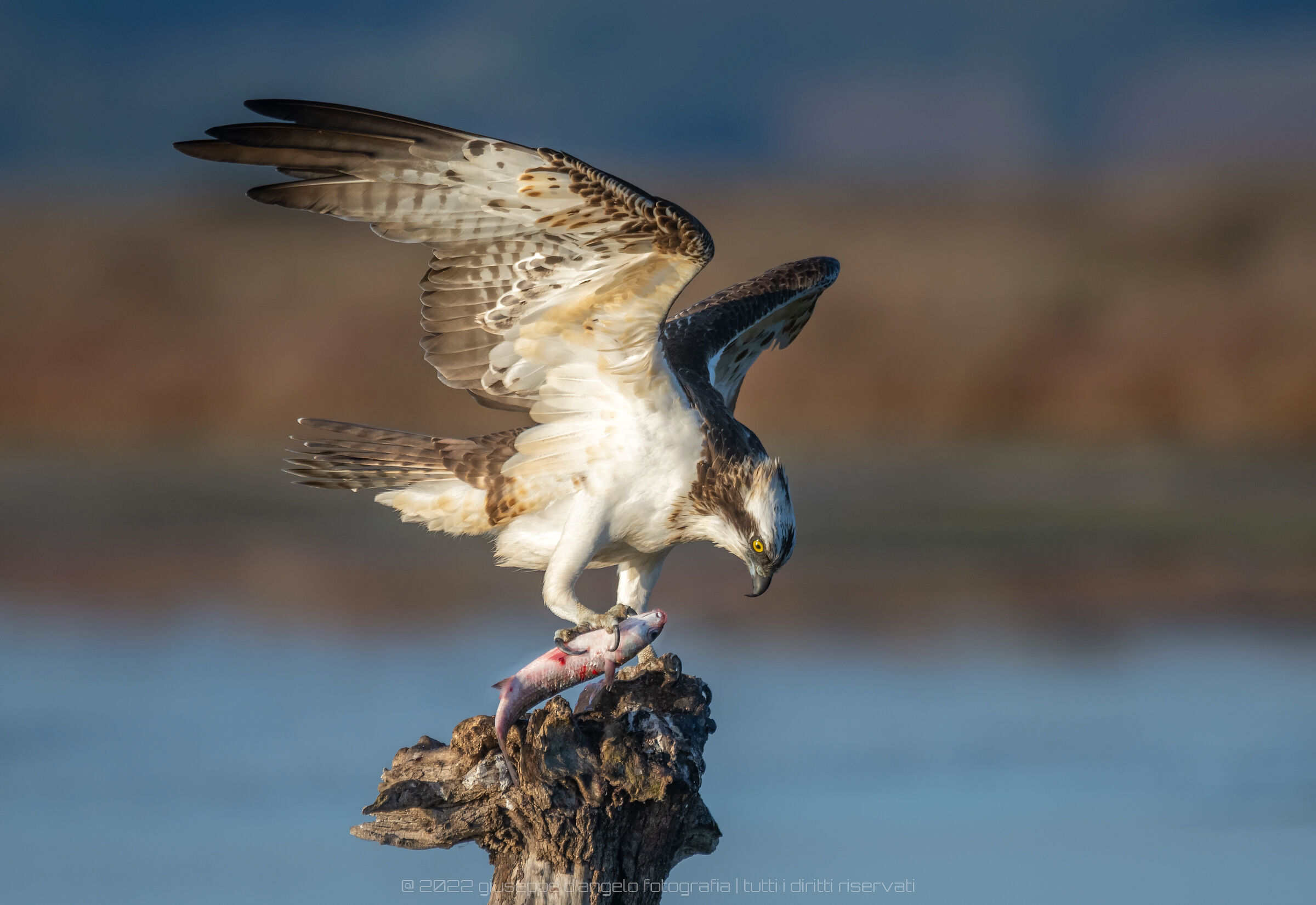 Falco Pescatore, Sardinia 2022