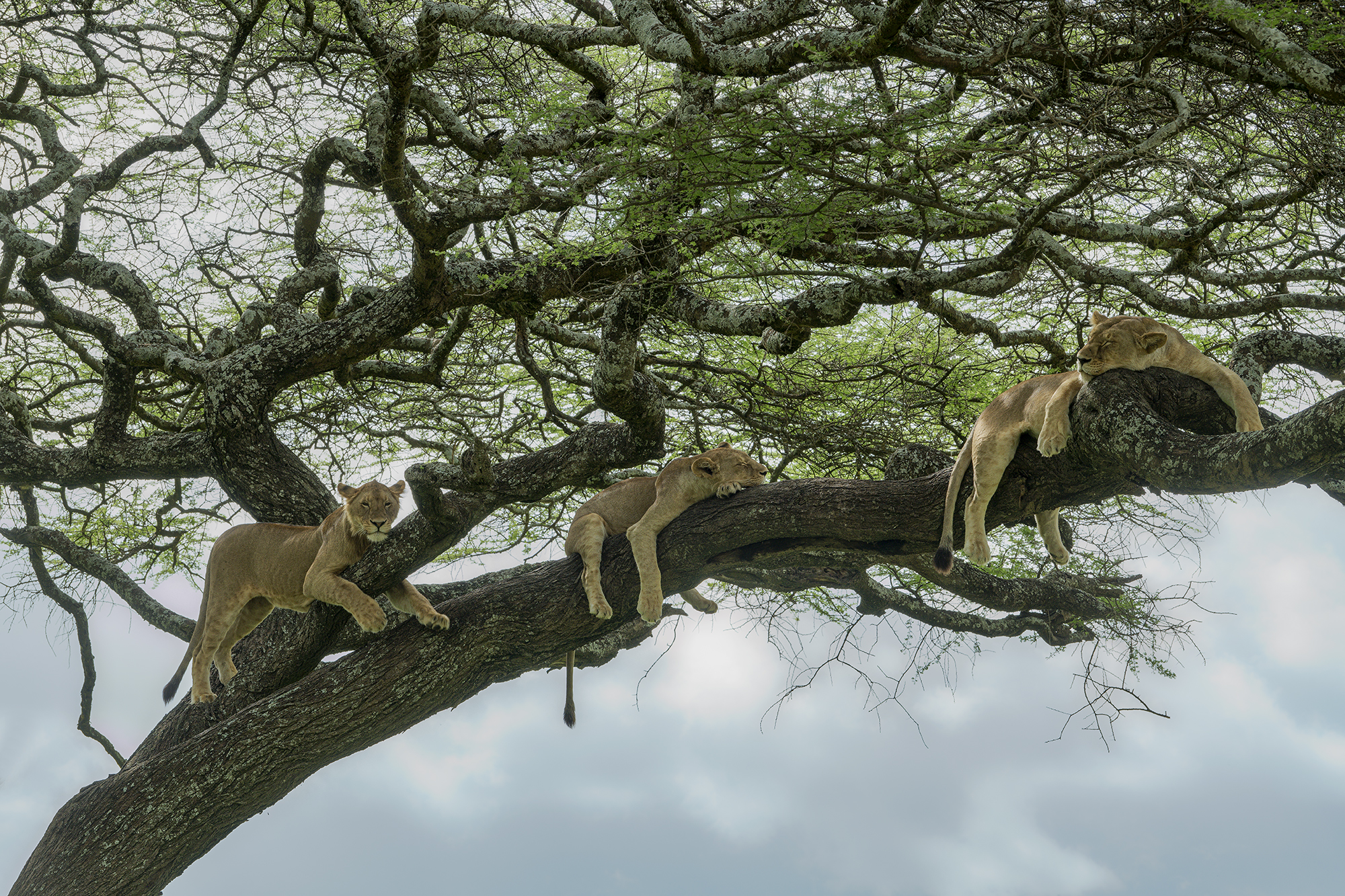 le tre belle addormentate