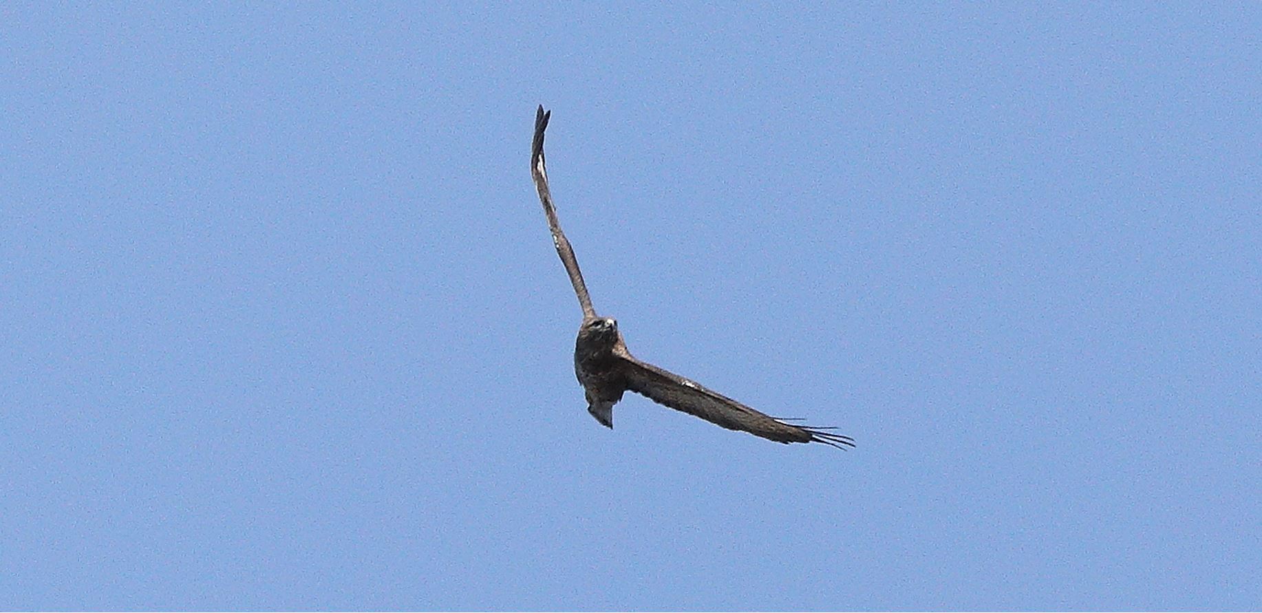 Buzzard 20-03-2022