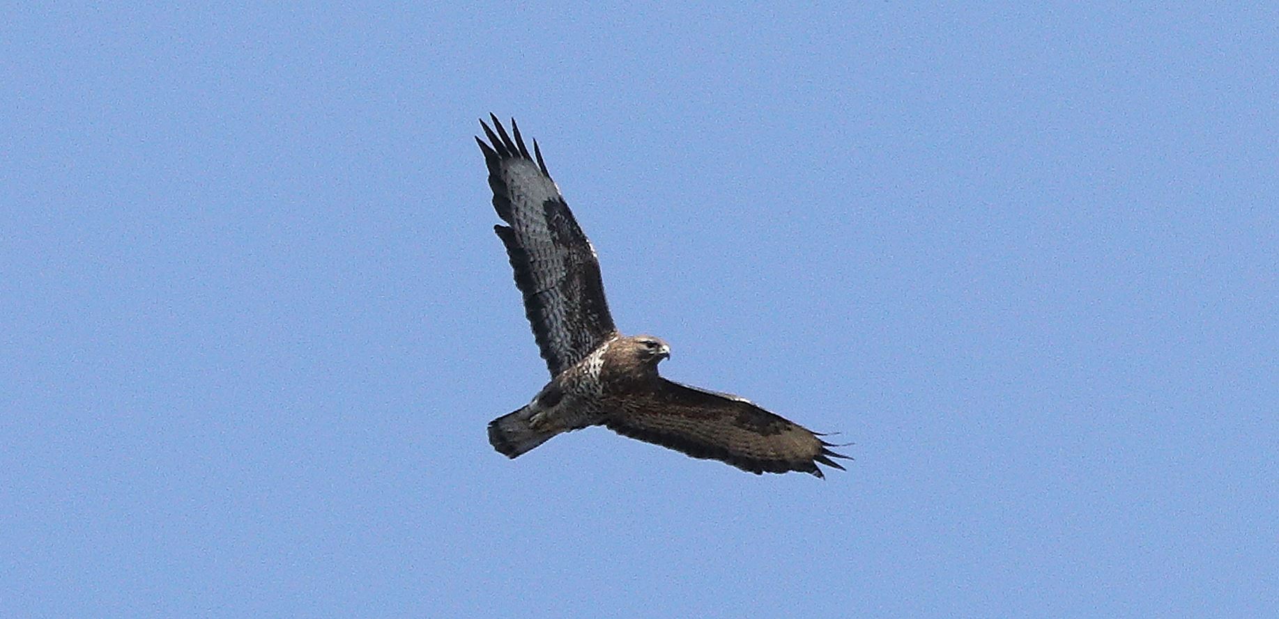 Buzzard 20-03-2022