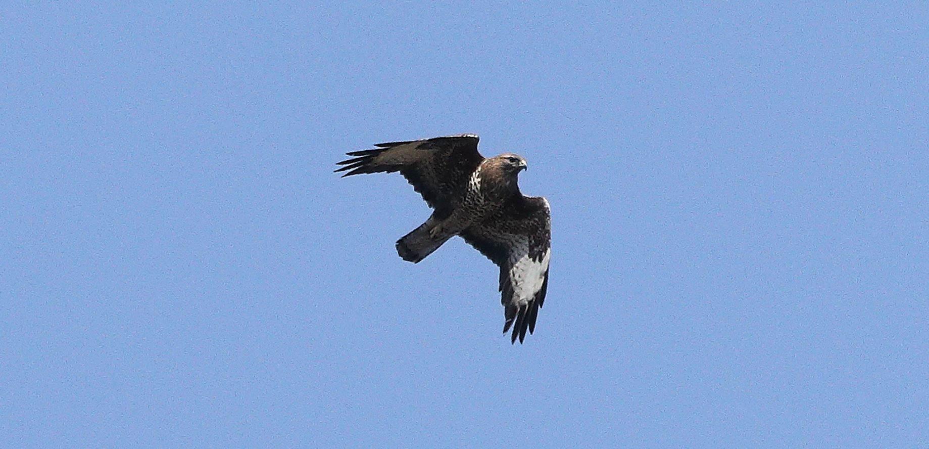 Buzzard 20-03-2022