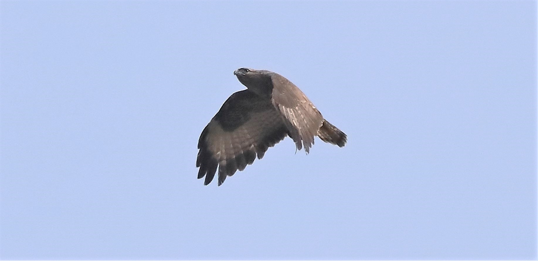 Buzzard 27-03-2022