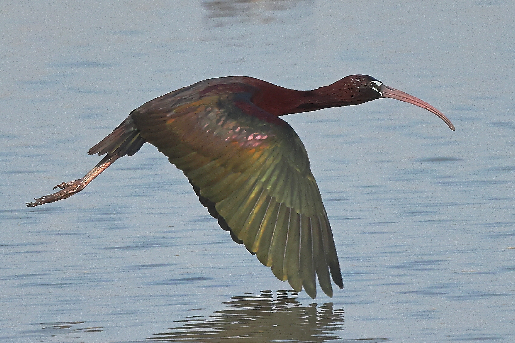 Glossy ibis.