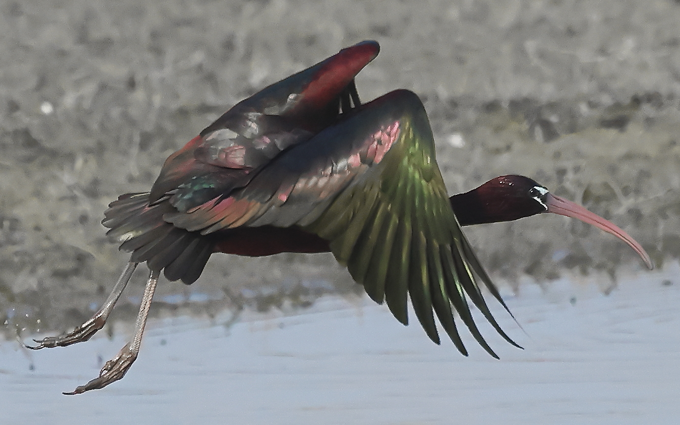 Glossy ibis.