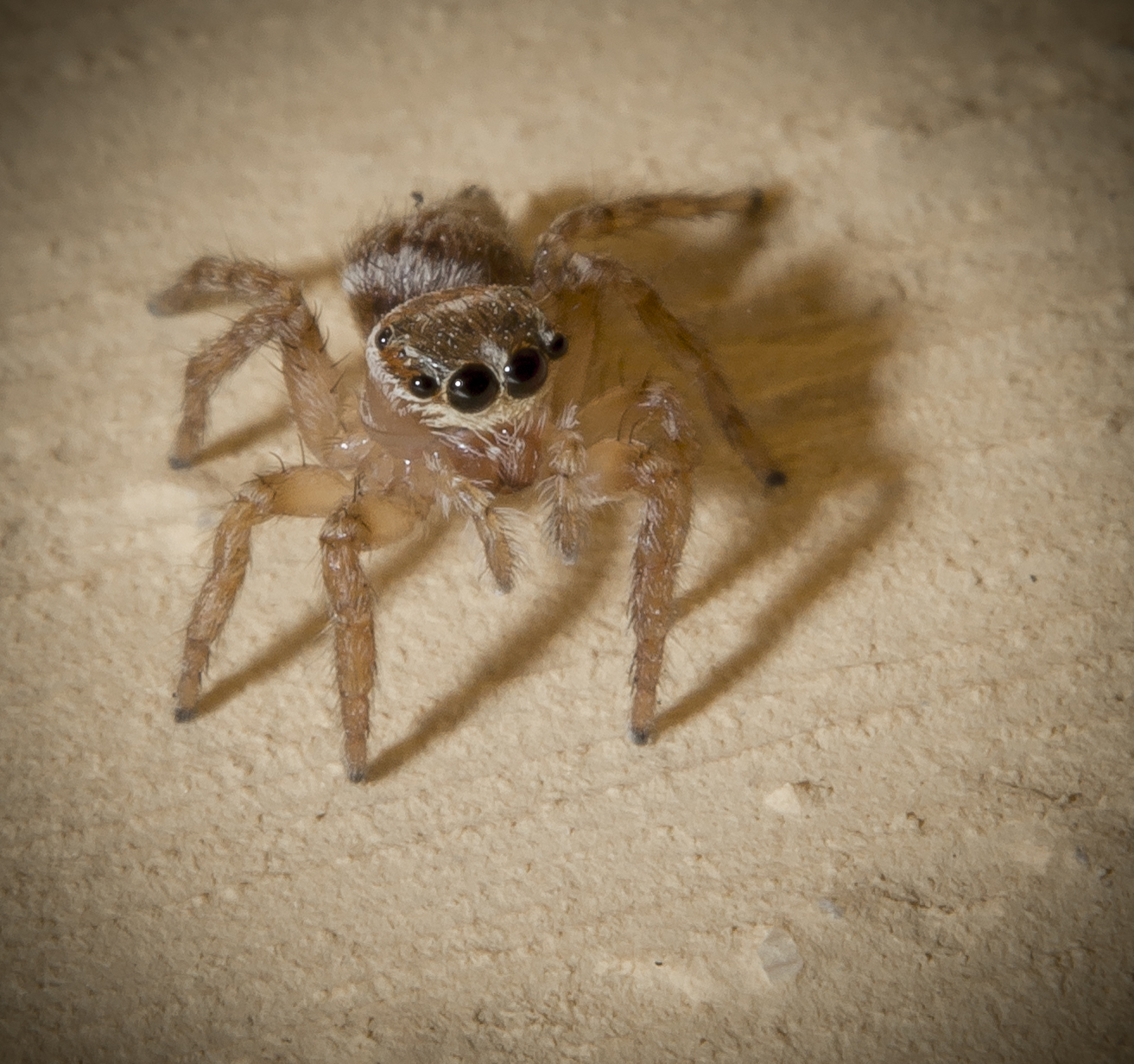 Whiskey the Spider