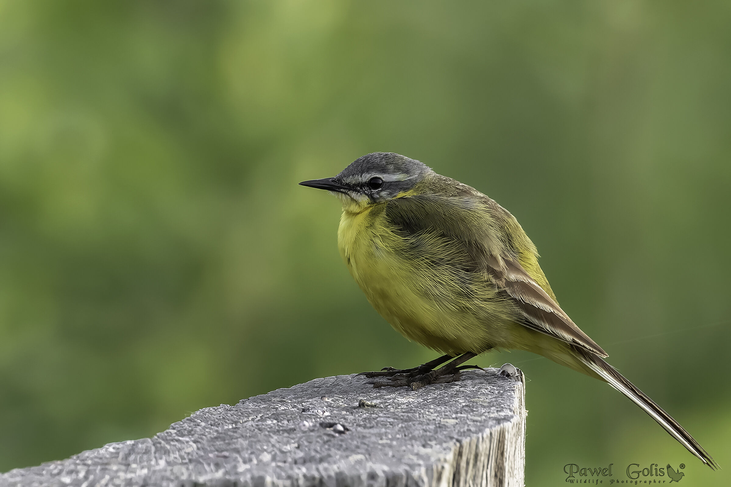 Ballerina gialla (Motacilla flava)