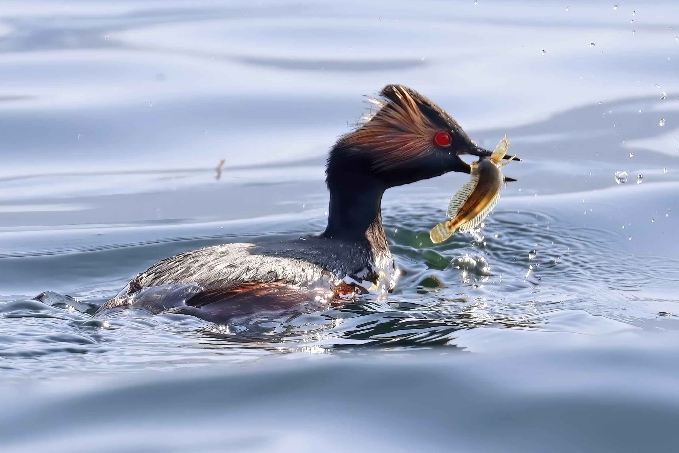 small grebe in wedding dress
