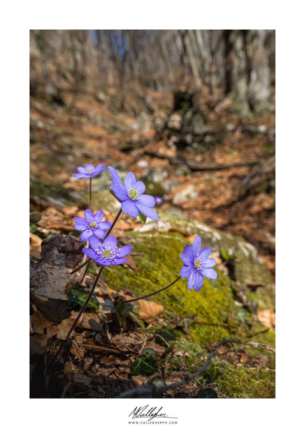 Untitled Photo