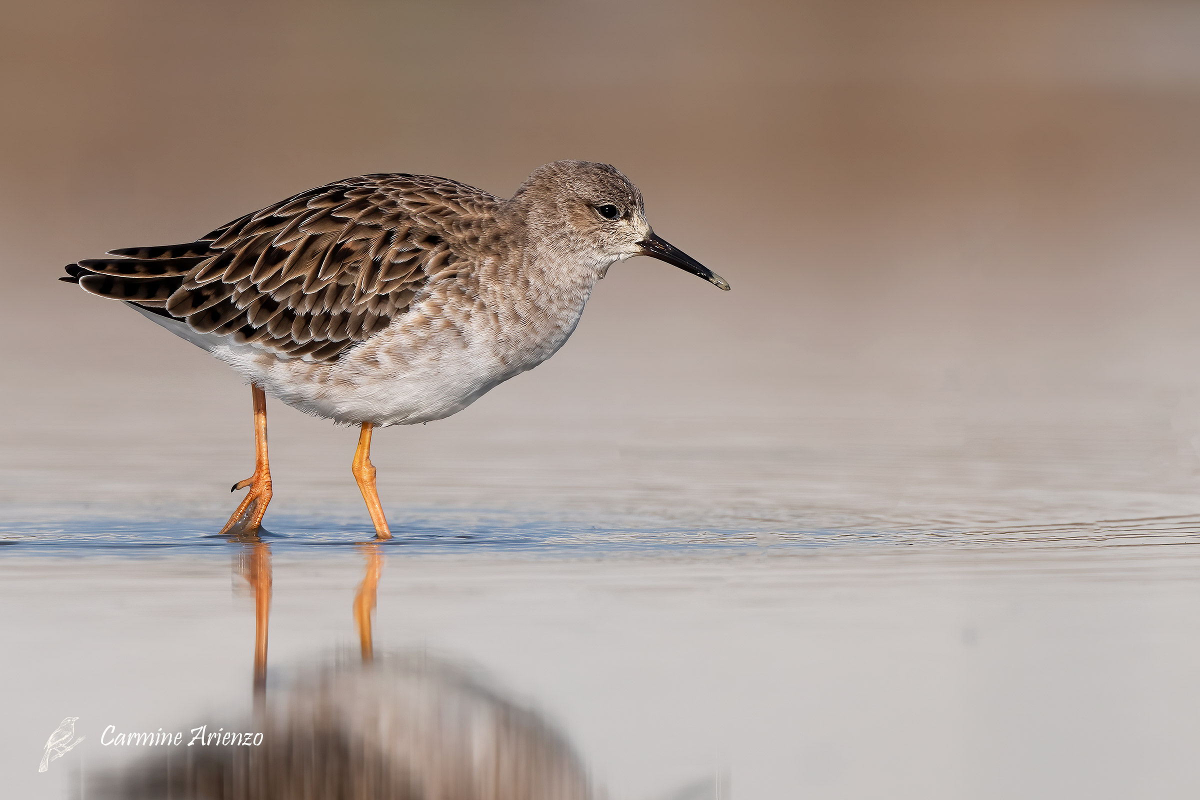 Combattente ( Calidris pugnax )