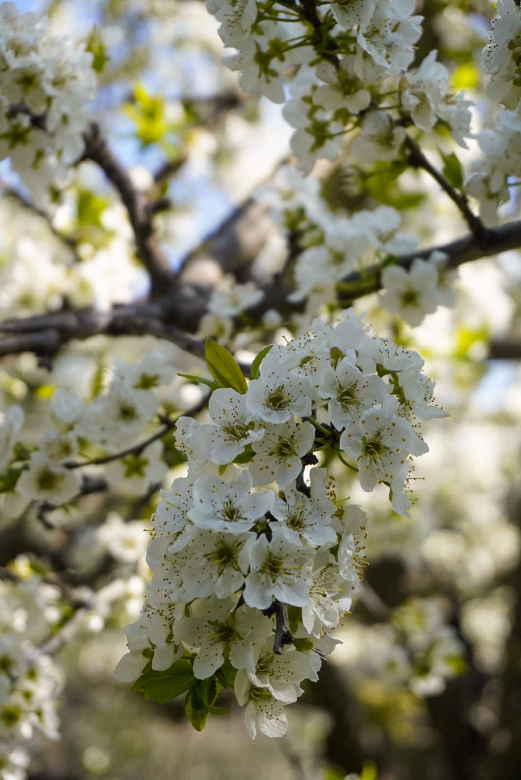 Profumo di primavera