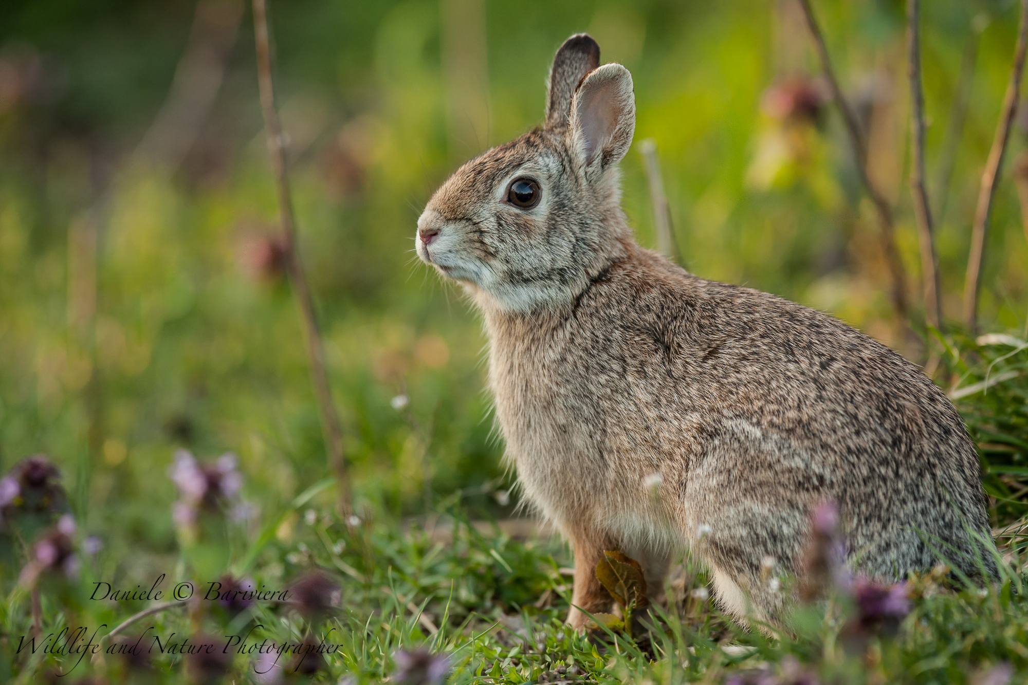 Mini mini rabbit at sunset ....