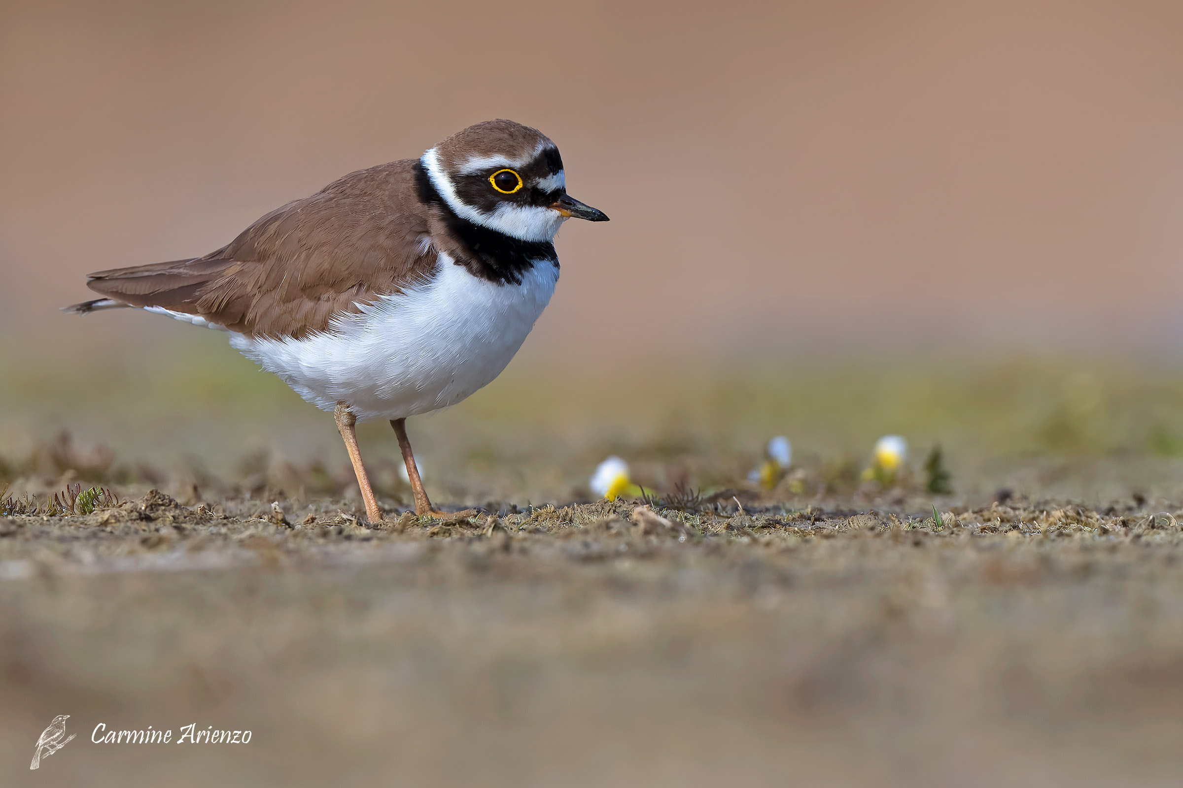 Corriere piccolo ( Caradrius dubius )