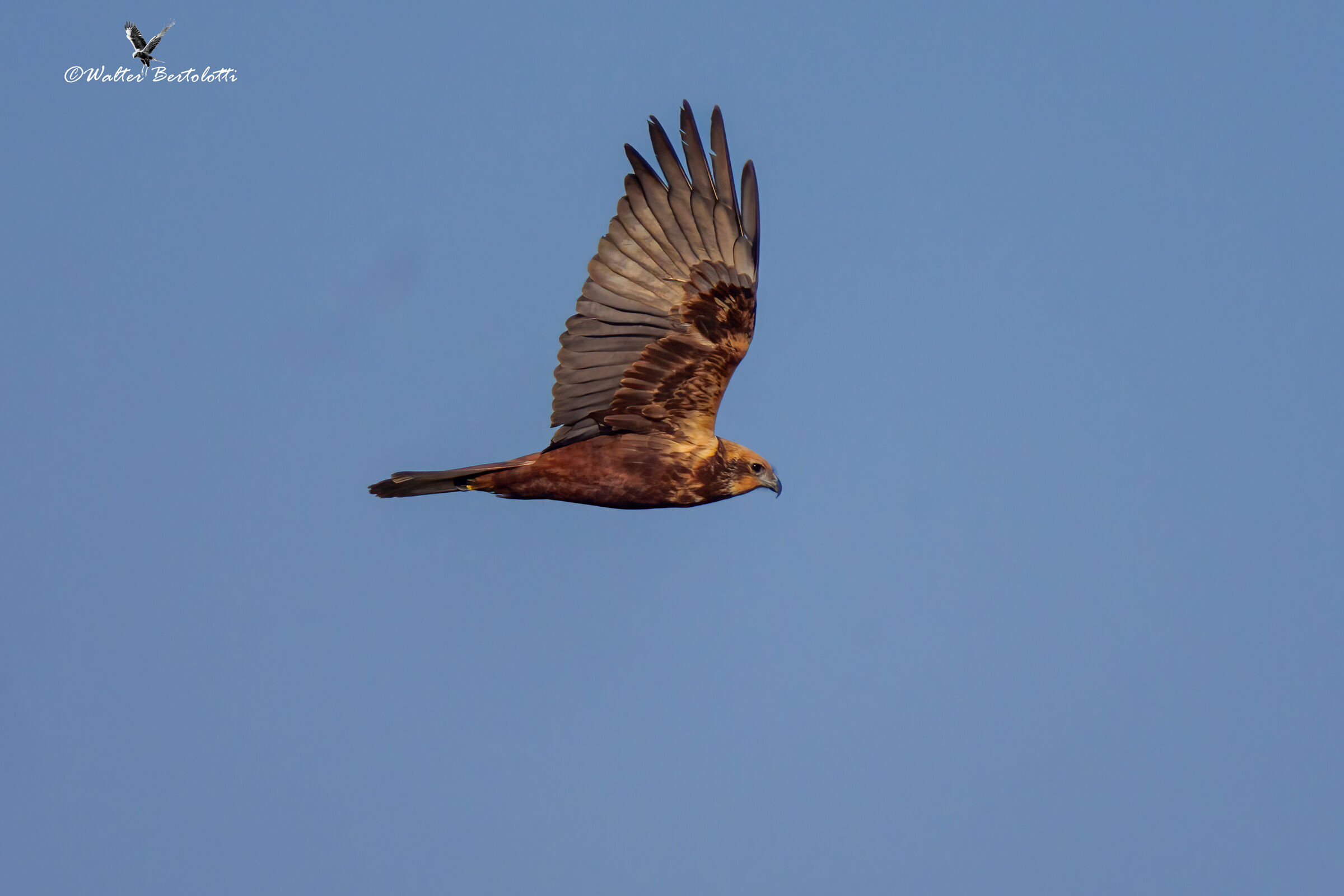 marsh harrier patrolling