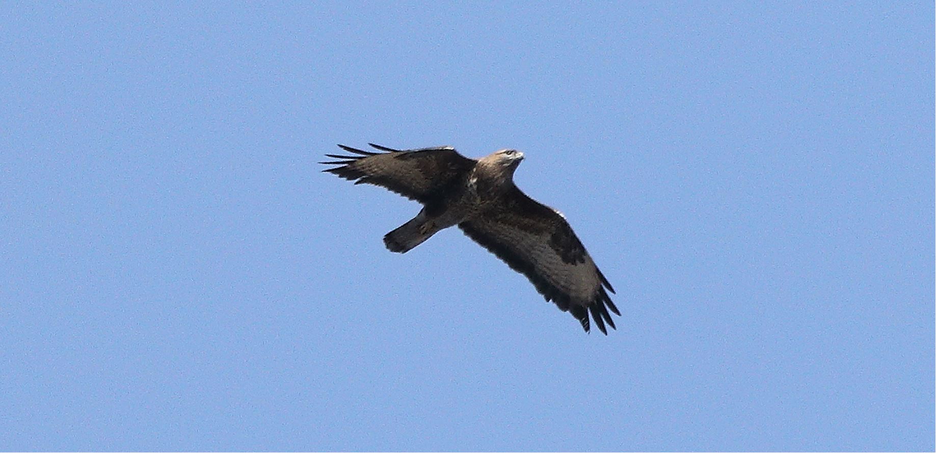 Buzzard 20-03-2022
