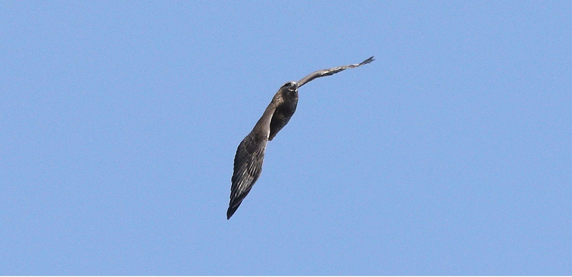 Buzzard 20-03-2022