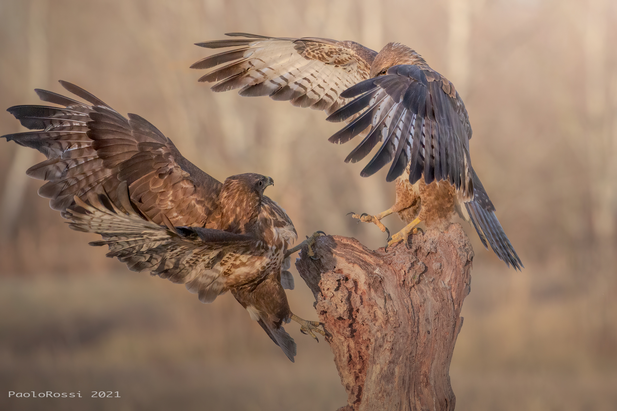 Clash of buzzards...