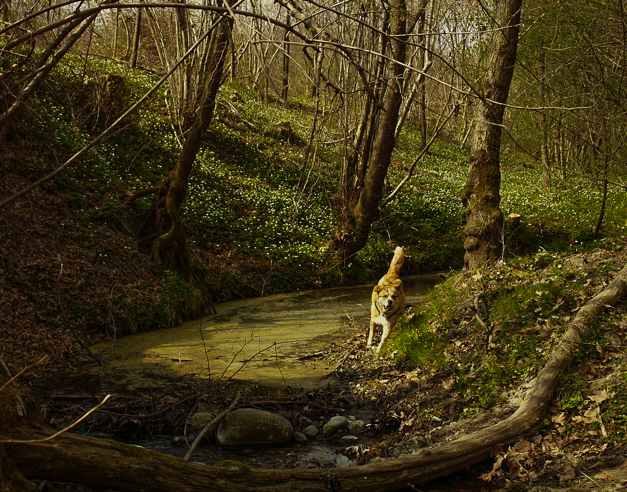 Indy on the run