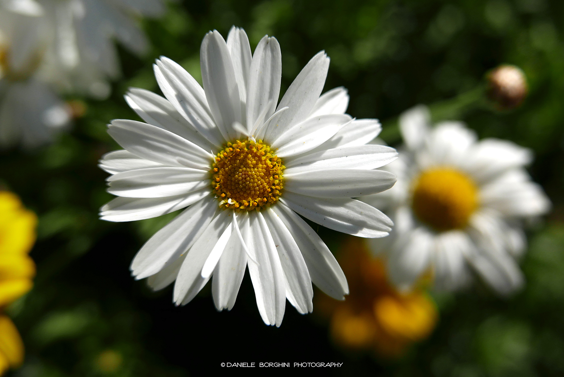 Margherita in salute