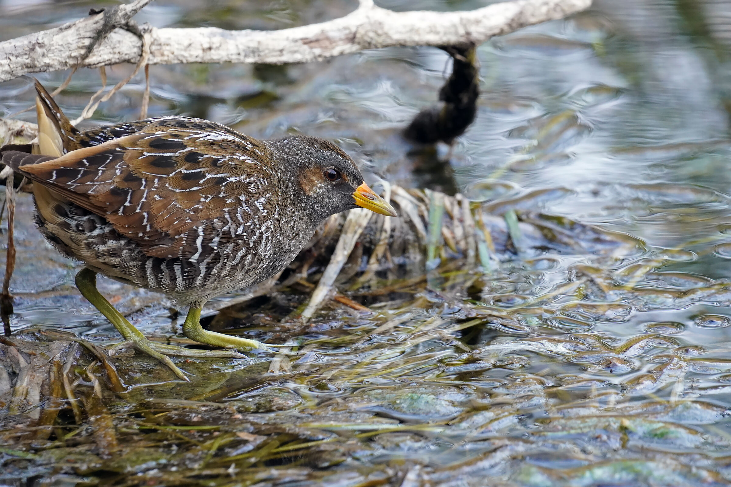voltolino ambientato