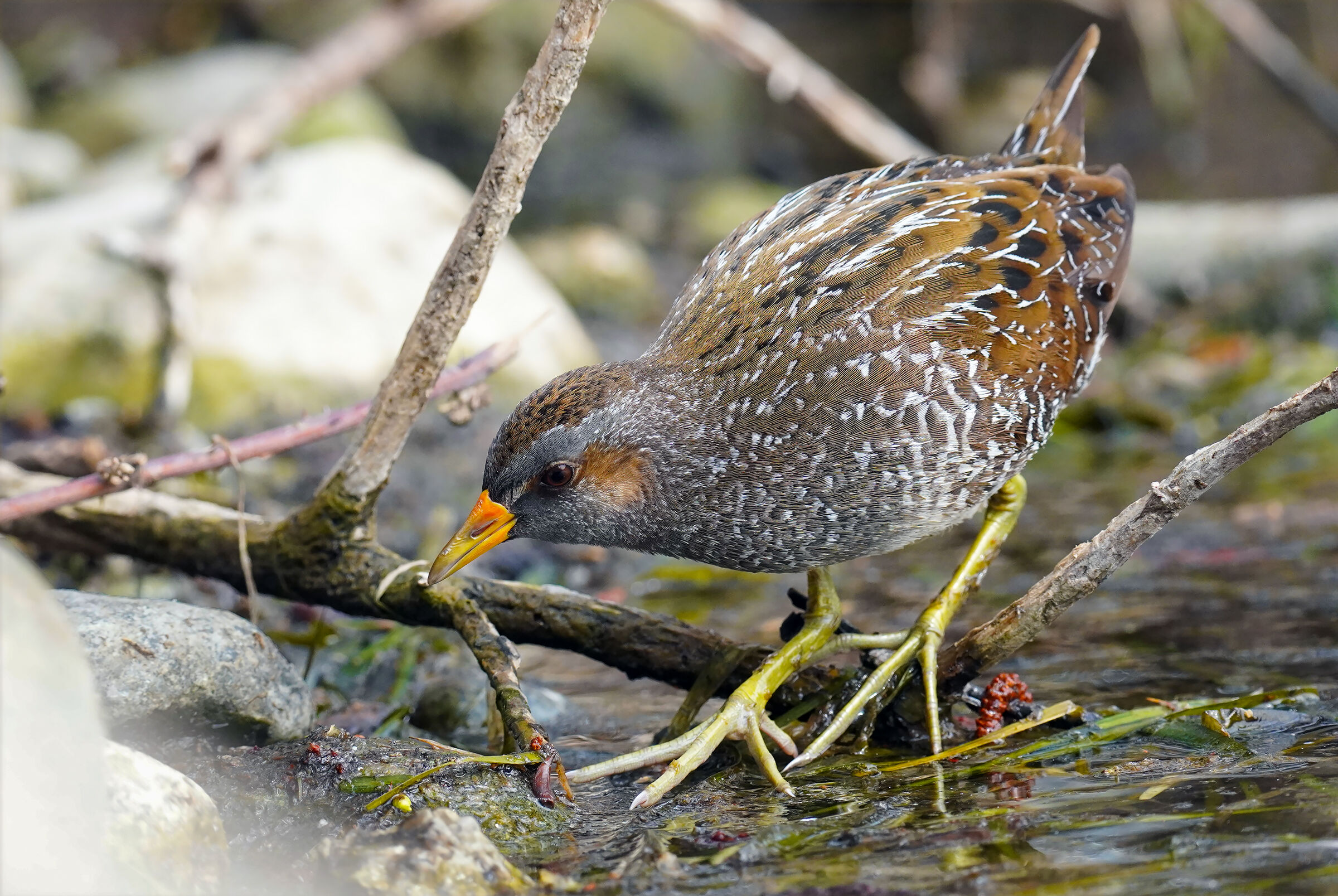 voltolino alla ricerca