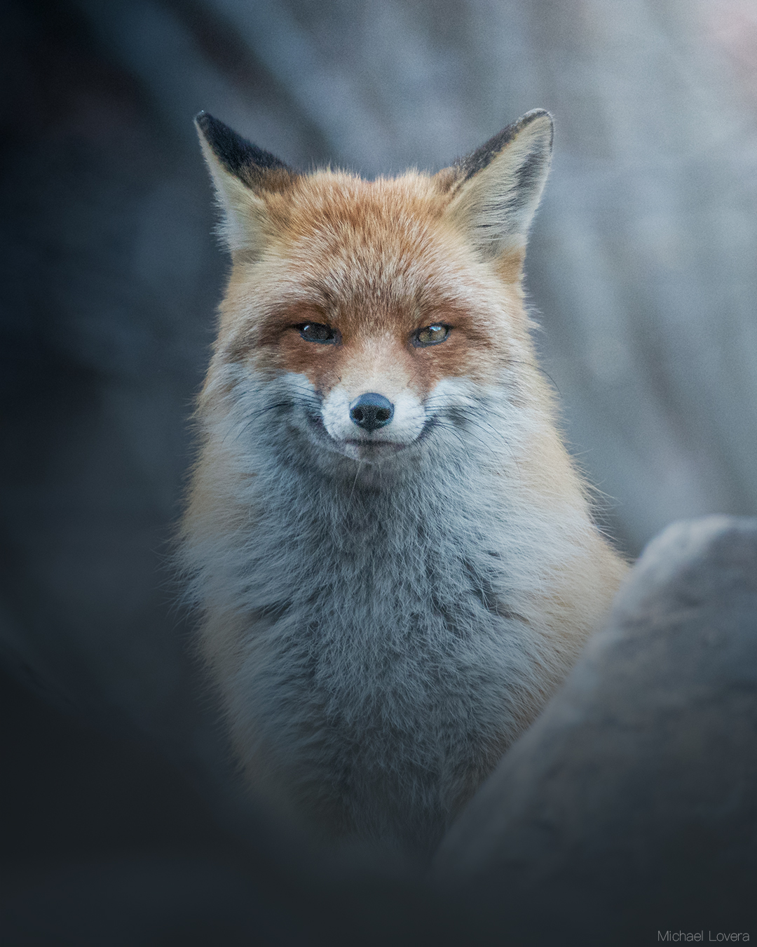 Fox